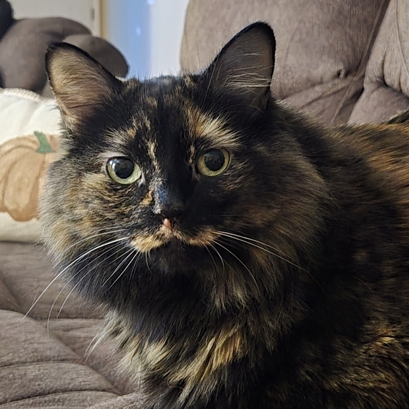 Meet your Posher, Michelle - Picture 8 of 8